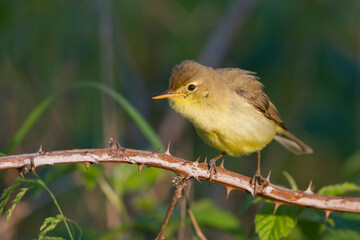 Orpheusspotvogel, Melodious Warbler, Hippolais polyglotta