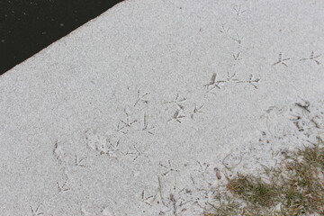 The bird walked through the first snow and left its footprints on it