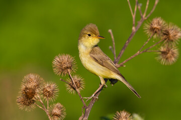 Orpheusspotvogel, Melodious Warbler, Hippolais polyglotta