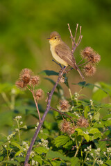 Orpheusspotvogel, Melodious Warbler, Hippolais polyglotta