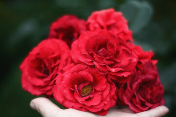 Blooming bunch of red roses resting on a hand somewhere in a garden
