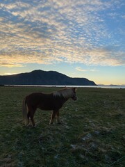 horse in the mountains