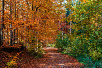 Jesienna droga w pełni kolorów jesieni 
