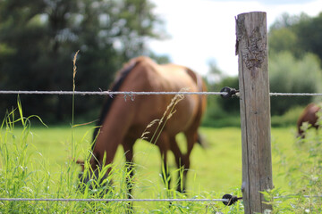 chilling horse
