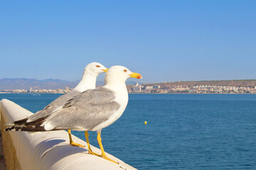 Gaviota en la muralla de Tabarca, Alicante