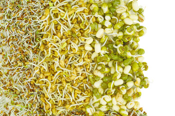 Food background:germinated seeds of alfalfa,fenugreek and mung bean.