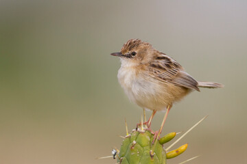Graszanger, Zitting Cisticola, Cisticola juncidis cisticola