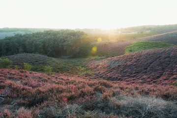 The heather fields in the Veluwe National Park during sunset