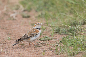 Mongolian Lark, Melanocorypha mongolica