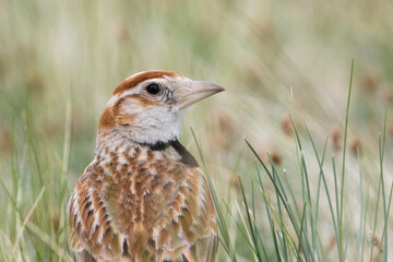 Mongolian Lark, Melanocorypha mongolica