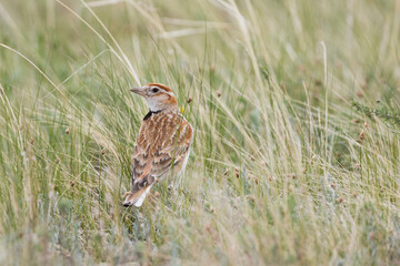 Mongolian Lark, Melanocorypha mongolica