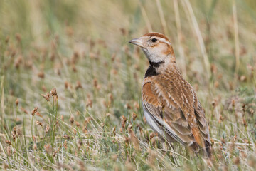 Mongolian Lark, Melanocorypha mongolica