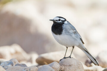 Fototapeta premium Marokkaanse Kwikstaart, Moroccan Wagtail, Motacilla subpersonata