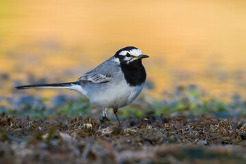 Marokkaanse Kwikstaart, Moroccan Wagtail, Motacilla subpersonata