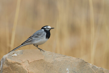 Marokkaanse Kwikstaart, Moroccan Wagtail, Motacilla subpersonata