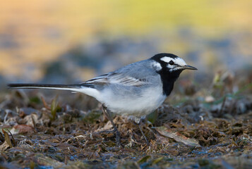 Fototapeta premium Marokkaanse Kwikstaart, Moroccan Wagtail, Motacilla subpersonata