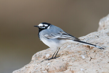 Marokkaanse Kwikstaart, Moroccan Wagtail, Motacilla subpersonata
