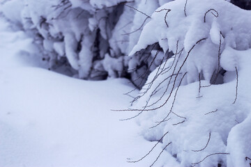 now covered bush and deep snow in winter park, winter background, winter close up and nature