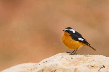 Diadeemroodstaart, Moussier's Redstart, Phoenicurus moussieri