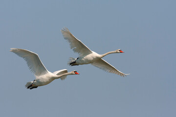 Fototapeta premium Knobbelzwaan, Mute Swan, Cygnus olor