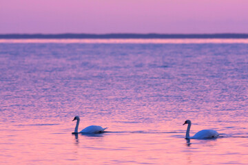 Knobbelzwaan, Mute Swan, Cygnus olor