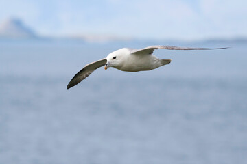 Noordse Stormvogel, Northern Fulmar, Fulmarus glacialis audubonii