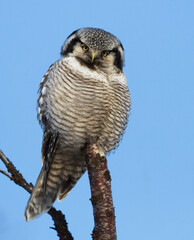 Sperweruil, Northern Hawk-Owl, Surnia ulula
