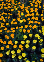 picture of marigold flowers in flower nursery