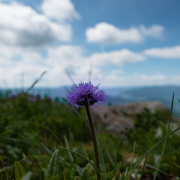 mountain flower