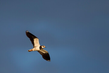 Kievit, Northern Lapwing, Vanellus vanellus