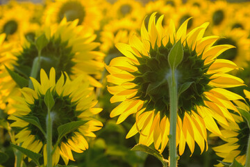 Close-up shot of the sunflower in the morning on the beautiful sunflower field.
