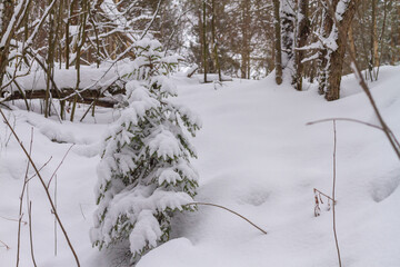 The spruce tree is covered with snow in winter in the forest.