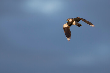 Kievit, Northern Lapwing, Vanellus vanellus