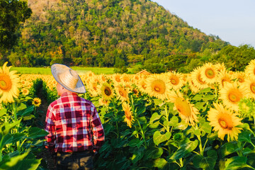 Fototapeta premium Farmers are walking to see work in the field of sunflower planted With mountains in the background