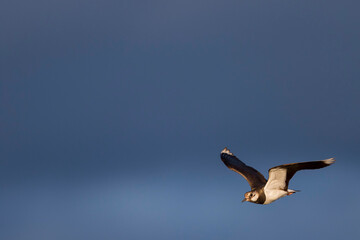 Kievit, Northern Lapwing, Vanellus vanellus