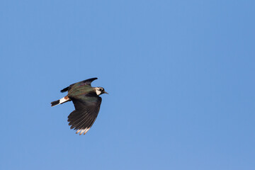 Kievit, Northern Lapwing, Vanellus vanellus