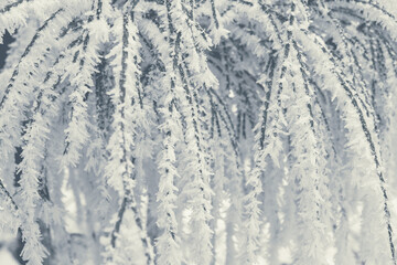 Frozen Garden Plants Covered by Frost