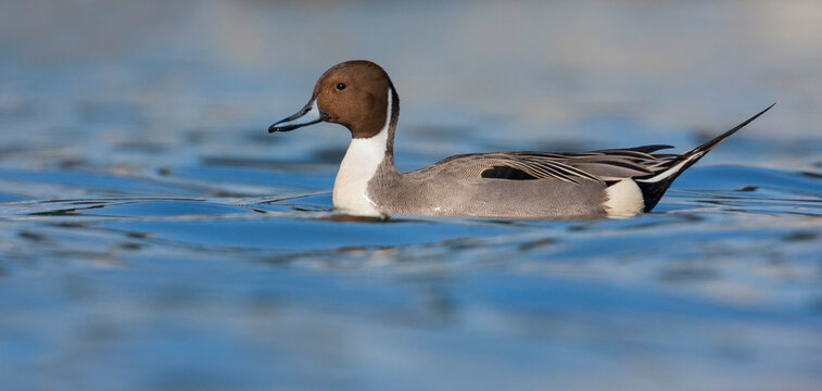 Northern Pintail, Pijlstaart, Anas acuta