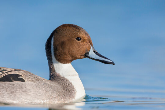 Northern Pintail, Pijlstaart, Anas acuta