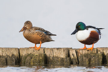 Slobeend, Northern Shoveler, Anas clypeata