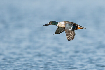 Slobeend, Northern Shoveler, Anas clypeata