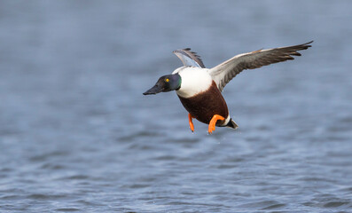 Slobeend, Northern Shoveler, Anas clypeata