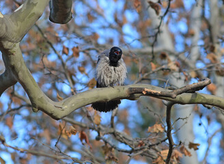 disheveled crow-artist with rapture performs the autumn aria