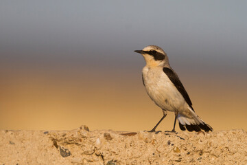 Tapuit, Northern Wheatear, Oenanthe oenanthe