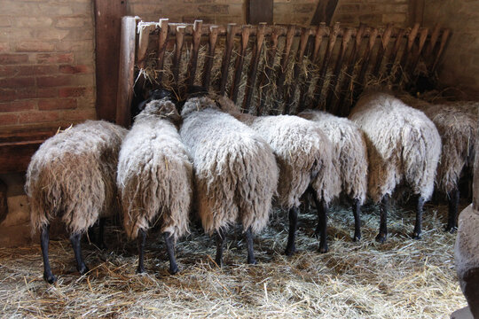 Schafe im Schafstall am Futtertrog stehend