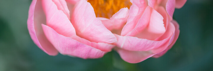 Fototapeta na wymiar pink peony flower close up on green background. tree peon Julia Rose variety. Spring or summer card. long banner