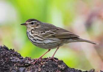 Siberische Boompieper, Olive-backed Pipit, Anthus hodgsoni yunnanensis
