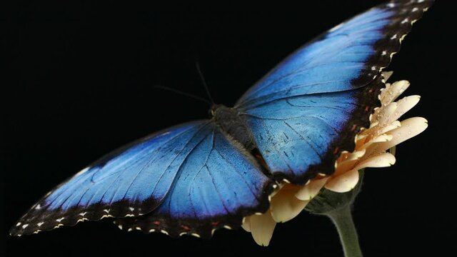 Blue silk morpho butterfly opening wings on a daisy flower on black background