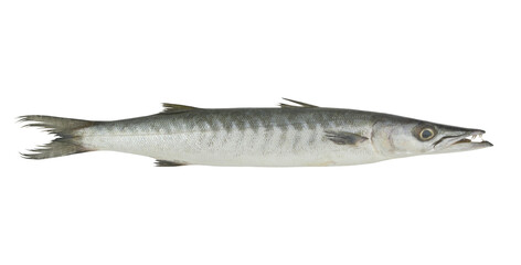 Barracuda fish isolated on white background
