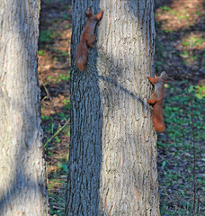 squirrel having fun on a tree in an autumn park